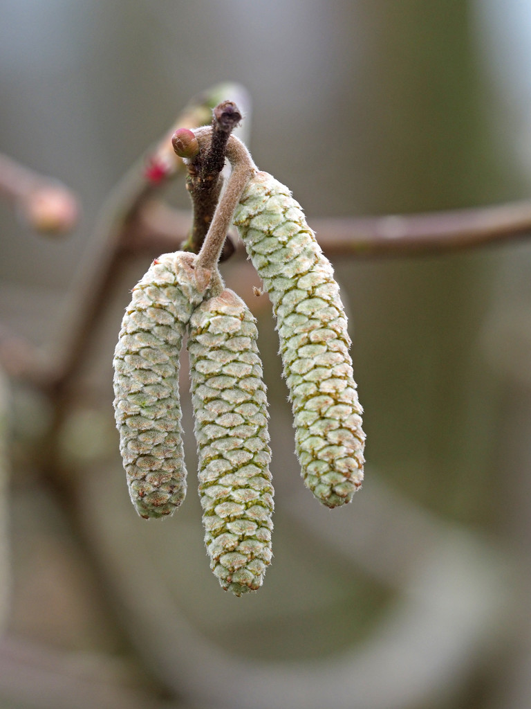 Catkins by philhendry