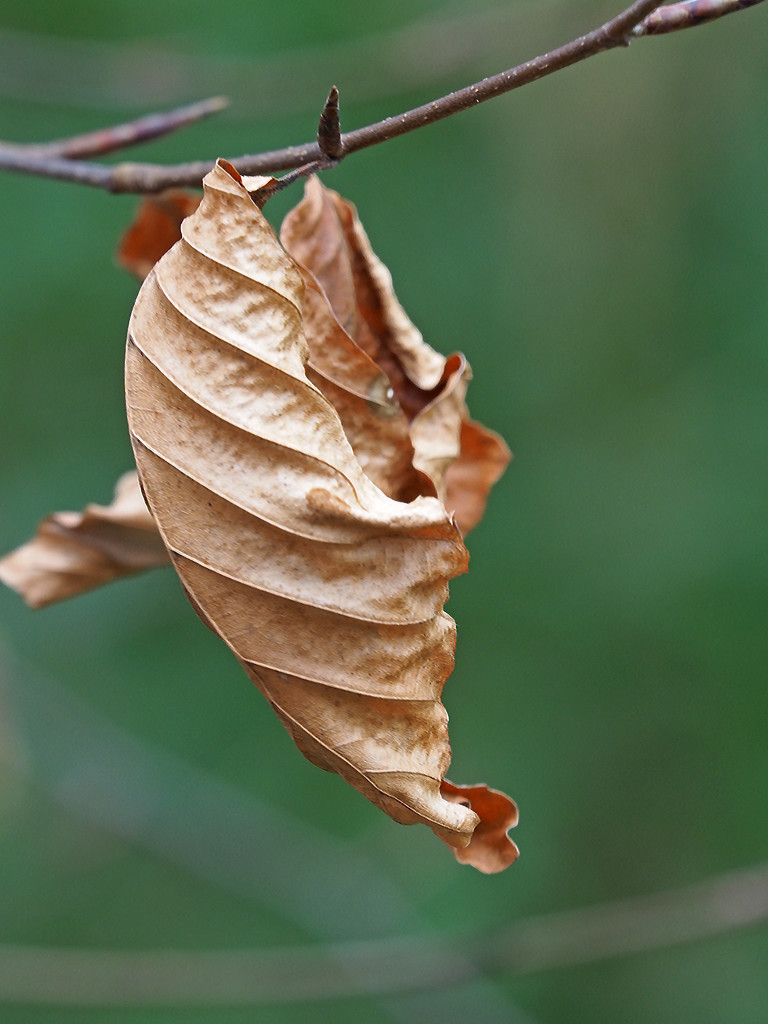 Beech Leaf by philhendry