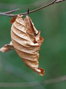 28th Jan 2020 - Beech Leaf