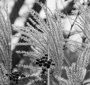 1st Feb 2020 - Reeds and privetberries