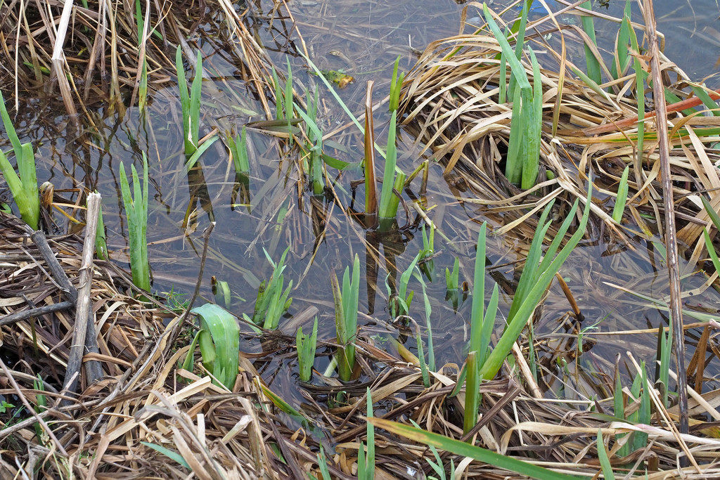 New Growth - Flag Irises by philhendry