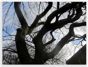 1st Feb 2020 - Some Strong Beech branches.