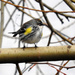 Yellow-Rumped Warbler by seattlite