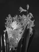 1st Feb 2020 - Side-lit b & w hyacinths - first try for Flash of Red
