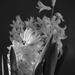 Side-lit b & w hyacinths - first try for Flash of Red by 365anne