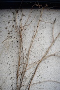 31st Jan 2020 - Branches on Stucco