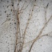 Branches on Stucco by sandlily