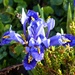  Iris Reticulata  by susiemc