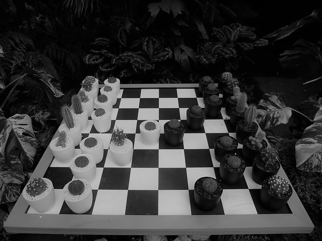 Cacti Chess by 30pics4jackiesdiamond