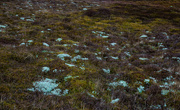 1st Feb 2020 - Lichen