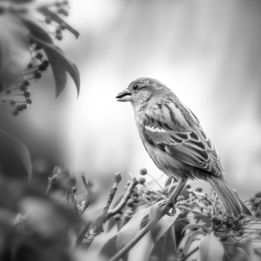 Sparrow by jernst1779