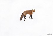 1st Feb 2020 - Nothing but fox