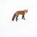 Nothing but fox by fayefaye