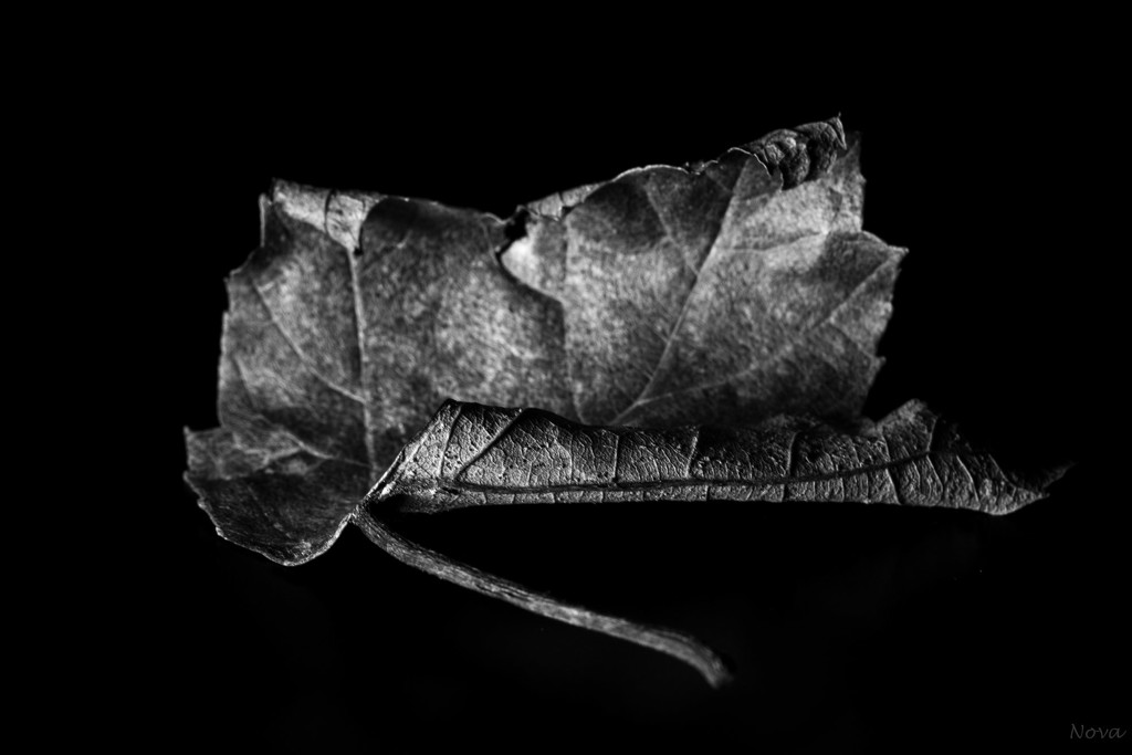 Maple leaf by novab