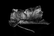 1st Feb 2020 - Maple leaf