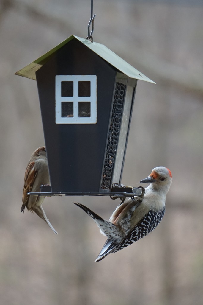 Too big for this feeder by tunia