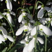 more snowdrops by snowy