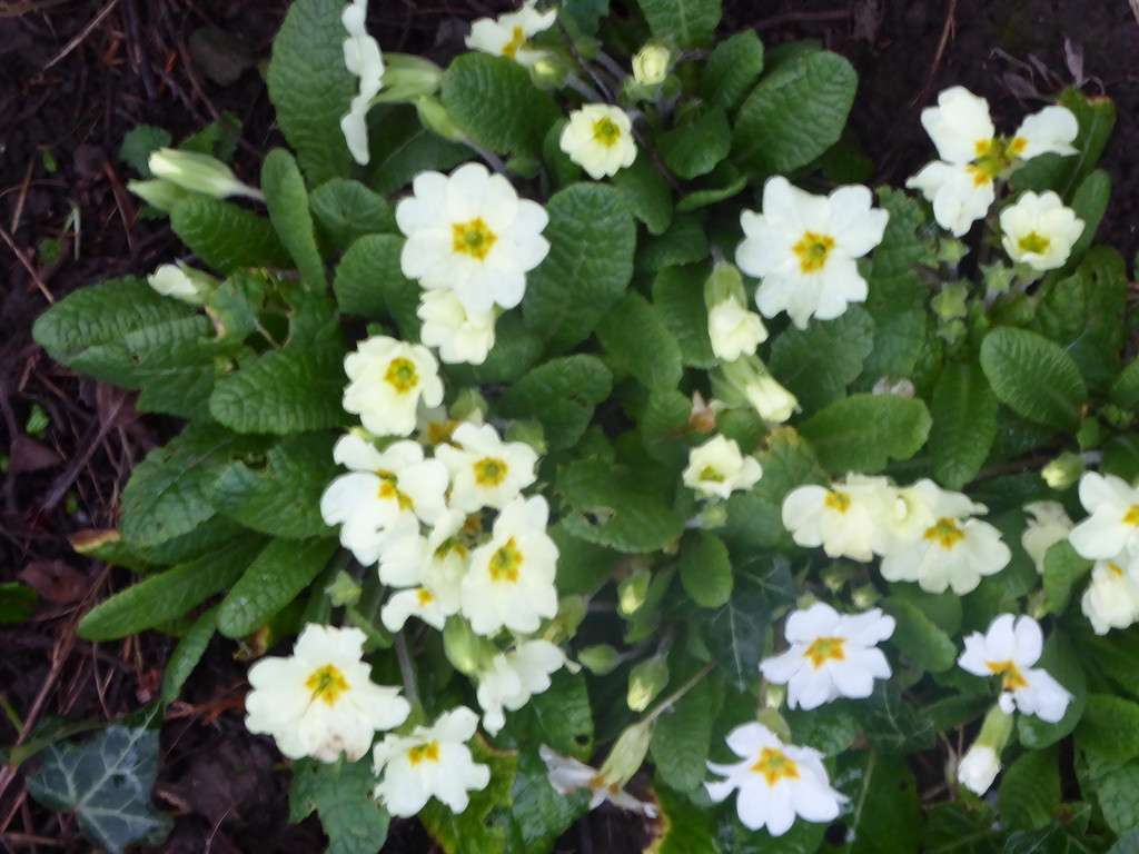 First Primroses by snowy