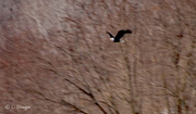 1st Feb 2020 - Bald Eagle in flight 