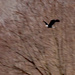 Bald Eagle in flight  by larrysphotos