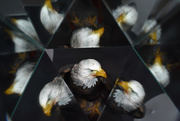 31st Jan 2020 - Kaleida-eagle