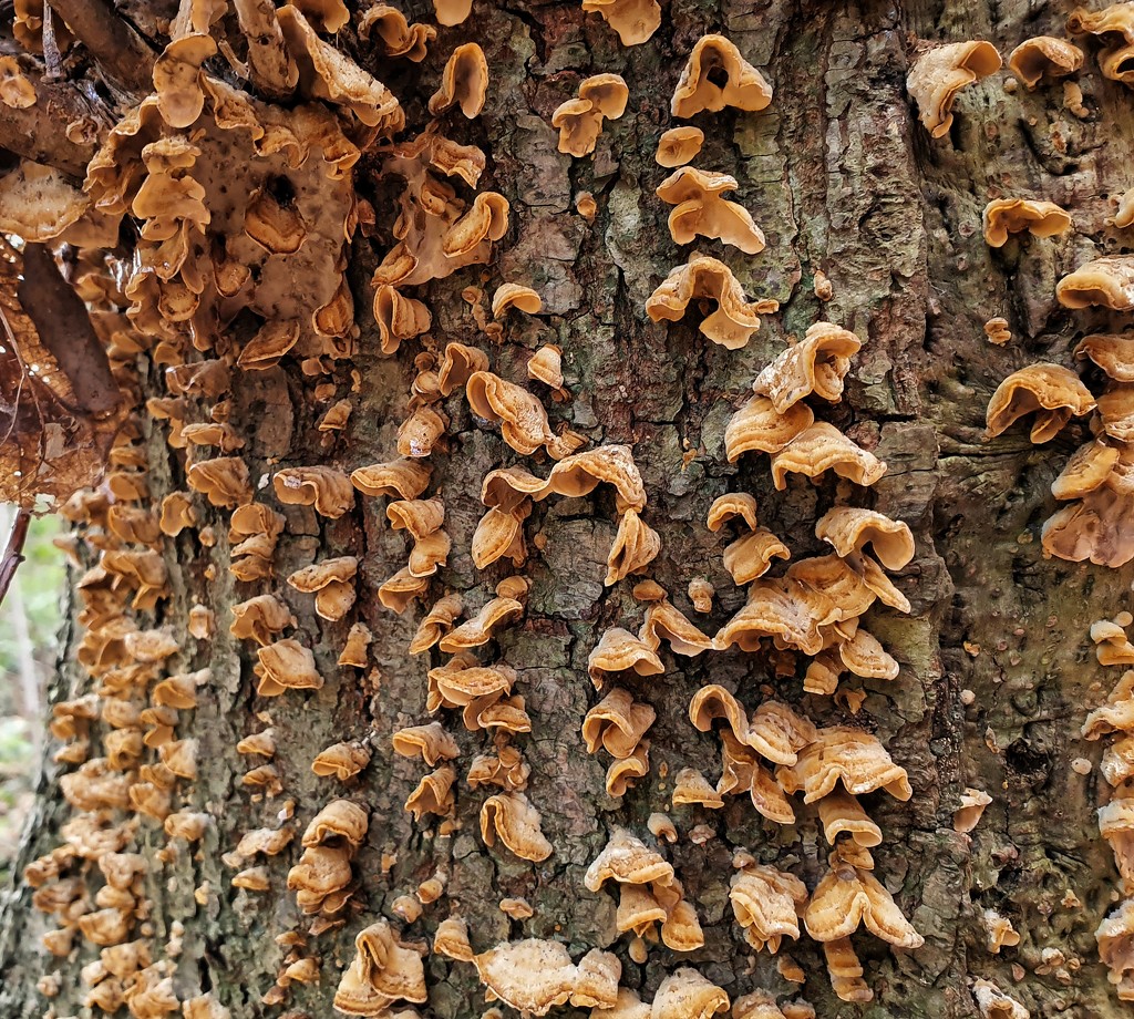 Tree fungus  by isaacsnek