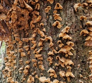 1st Feb 2020 - Tree fungus 