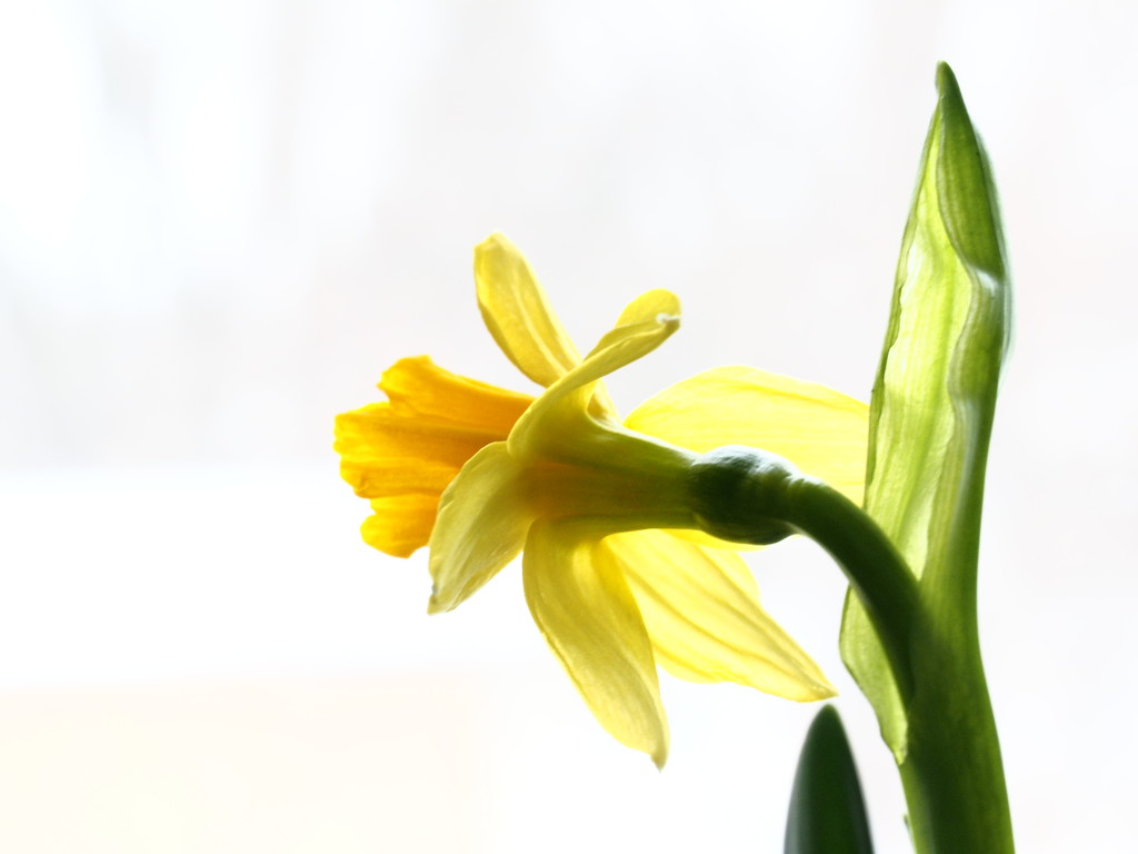 Miniature Daffodil  by tosee