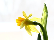 31st Jan 2020 - Miniature Daffodil 