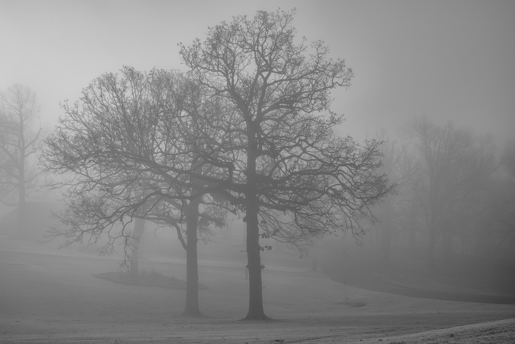 Morning Fog by samae