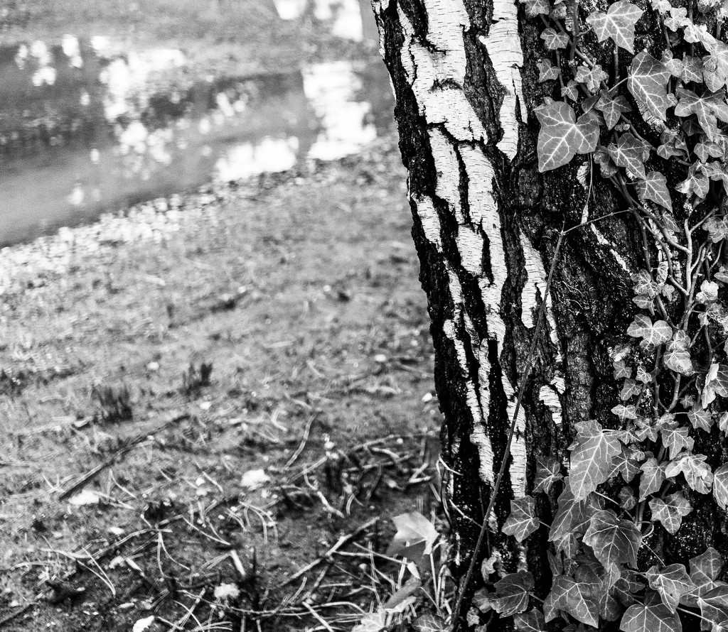 Silver birch by cristinaledesma33
