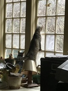 1st Feb 2020 - Kittens in the window