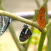 Three Butterflies by redy4et