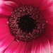 Gerberra Flower by cataylor41