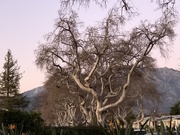 1st Feb 2020 - Old Trees