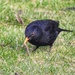 Blackbird by mattjcuk