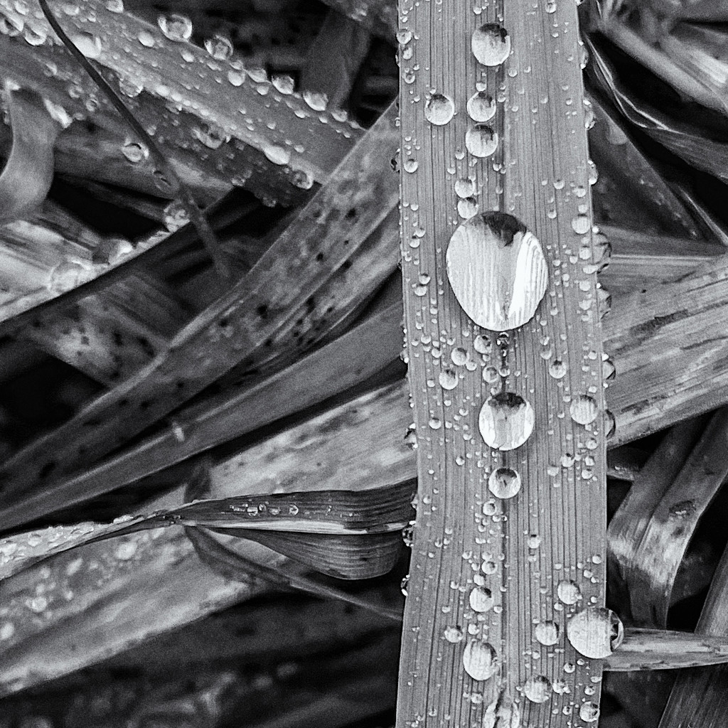 Rain droplets on grass by pamknowler