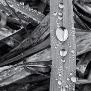 2nd Feb 2020 - Rain droplets on grass