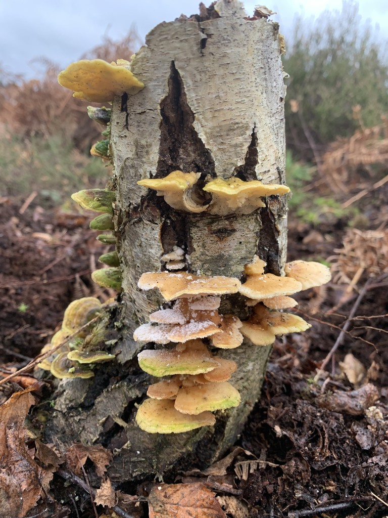 Fungi by mattjcuk
