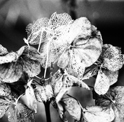 2nd Feb 2020 - Hydrangea flower