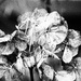 Hydrangea flower by jacqbb