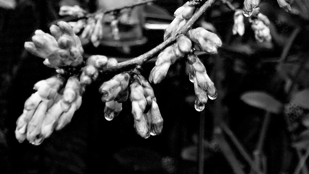 Prunus and raindrops  by beryl