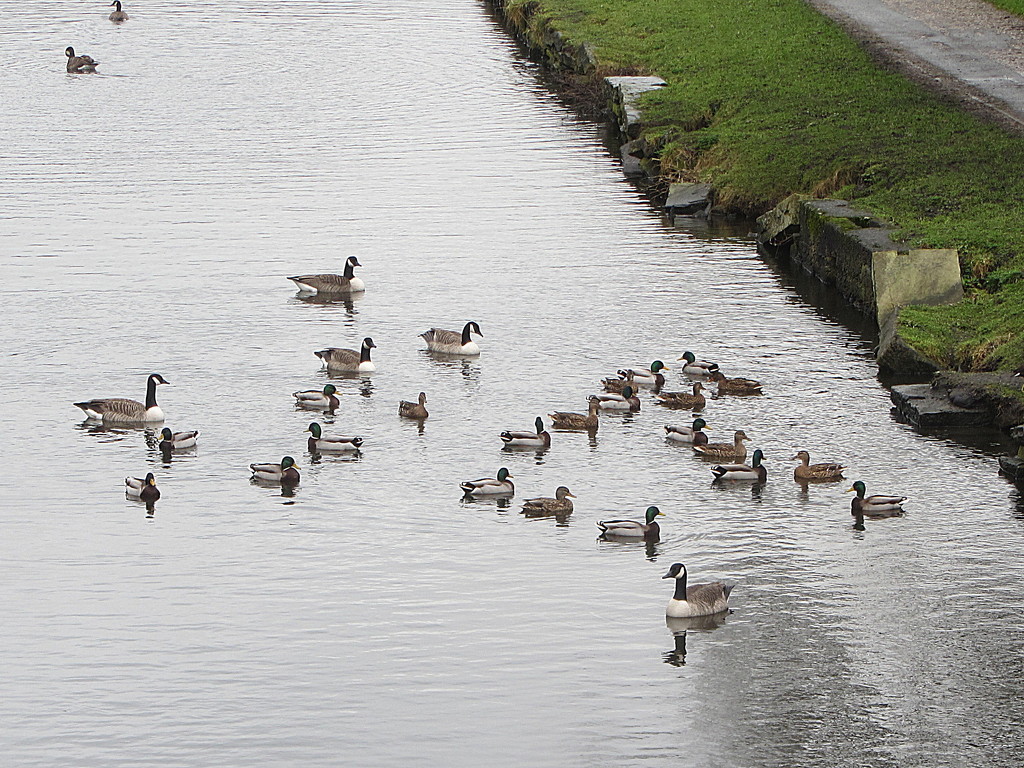 Geese and Ducks. by grace55