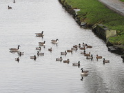 2nd Feb 2020 - Geese and Ducks.