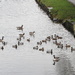 Geese and Ducks. by grace55