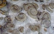 2nd Feb 2020 - Fossil Ammonites