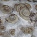 Fossil Ammonites by fishers