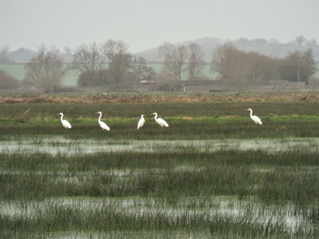 Great White Egrets by julienne1