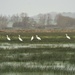 Great White Egrets by julienne1