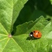 Ladybug by monicac